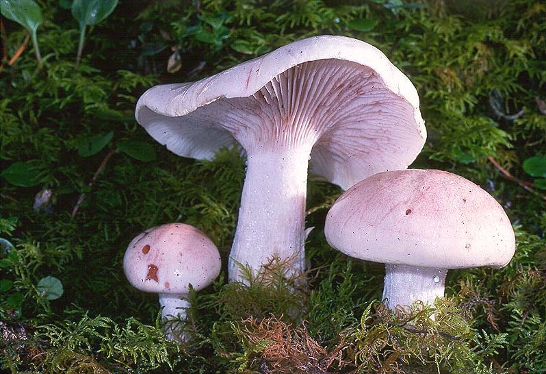 Hygrophorus erubescens
